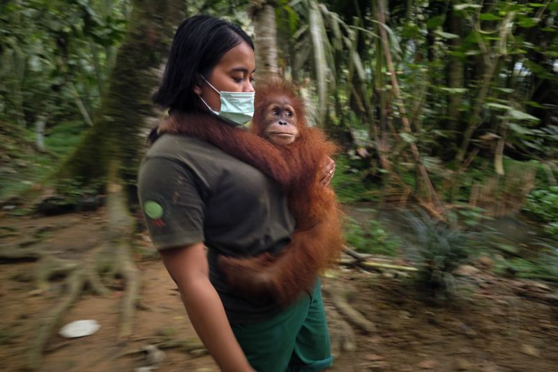 Sumatran Story
