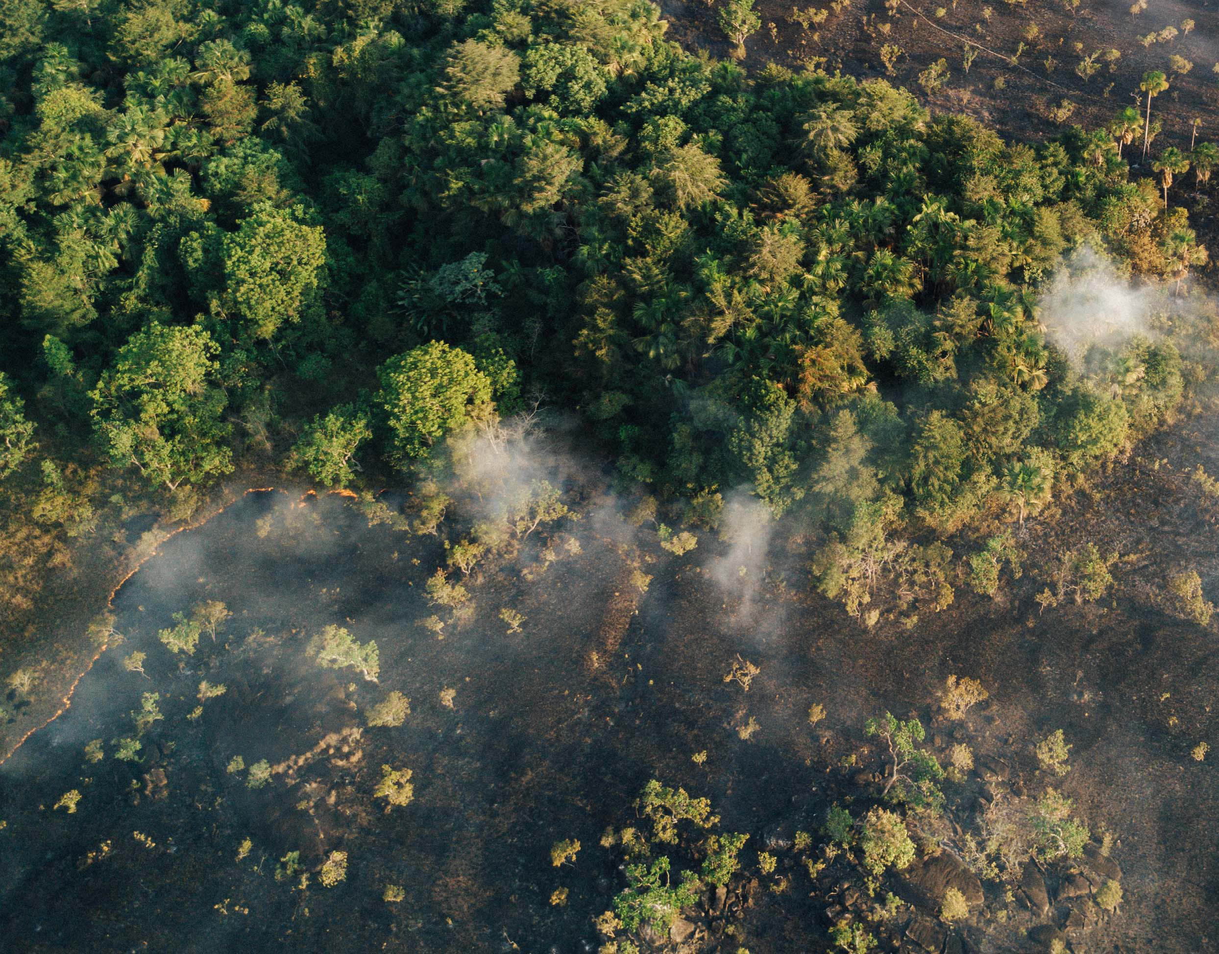 The Amazon Is Still Burning. Here's How To Help.