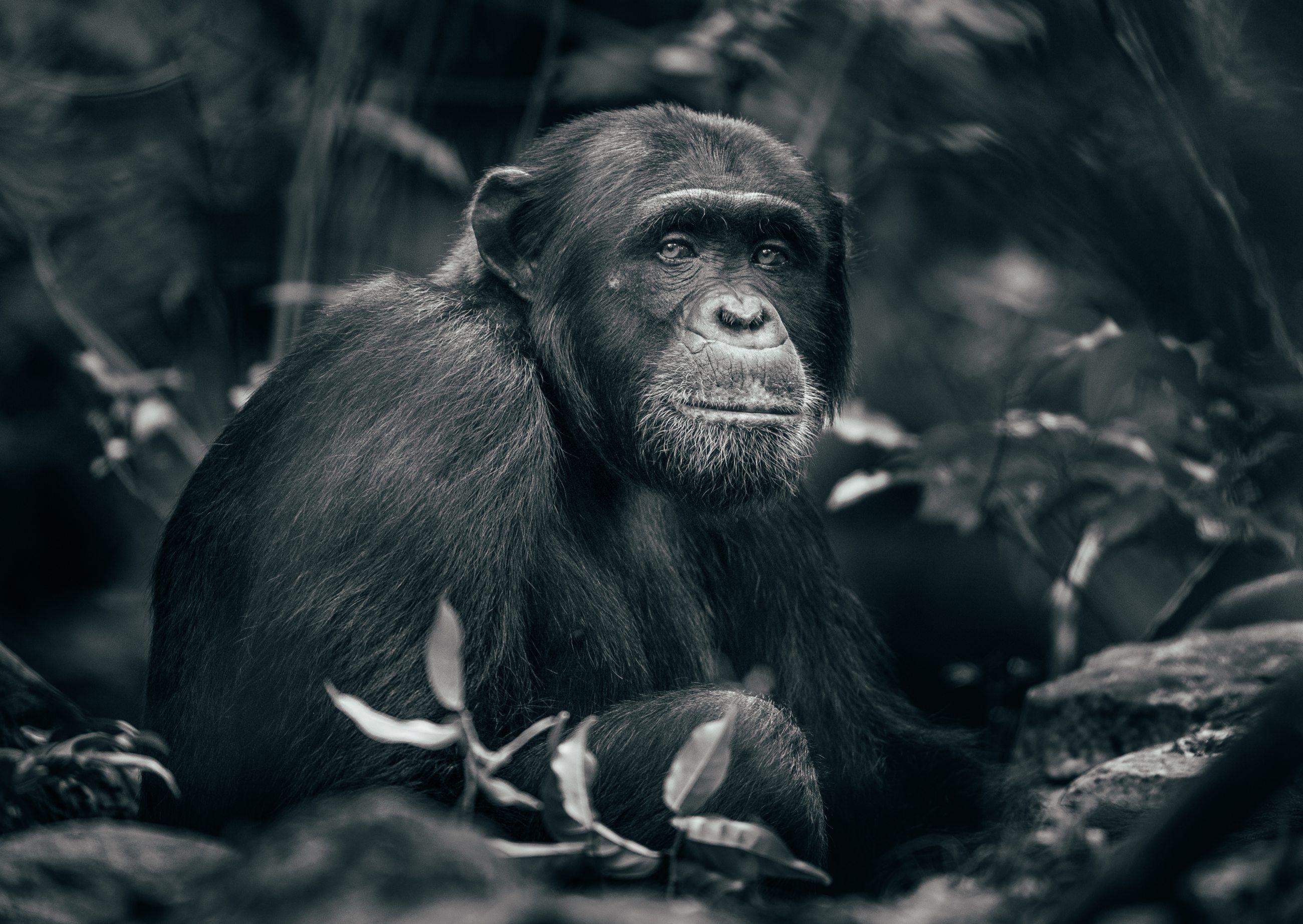 Rubondo Island: Tanzania's Chimpanzee Haven